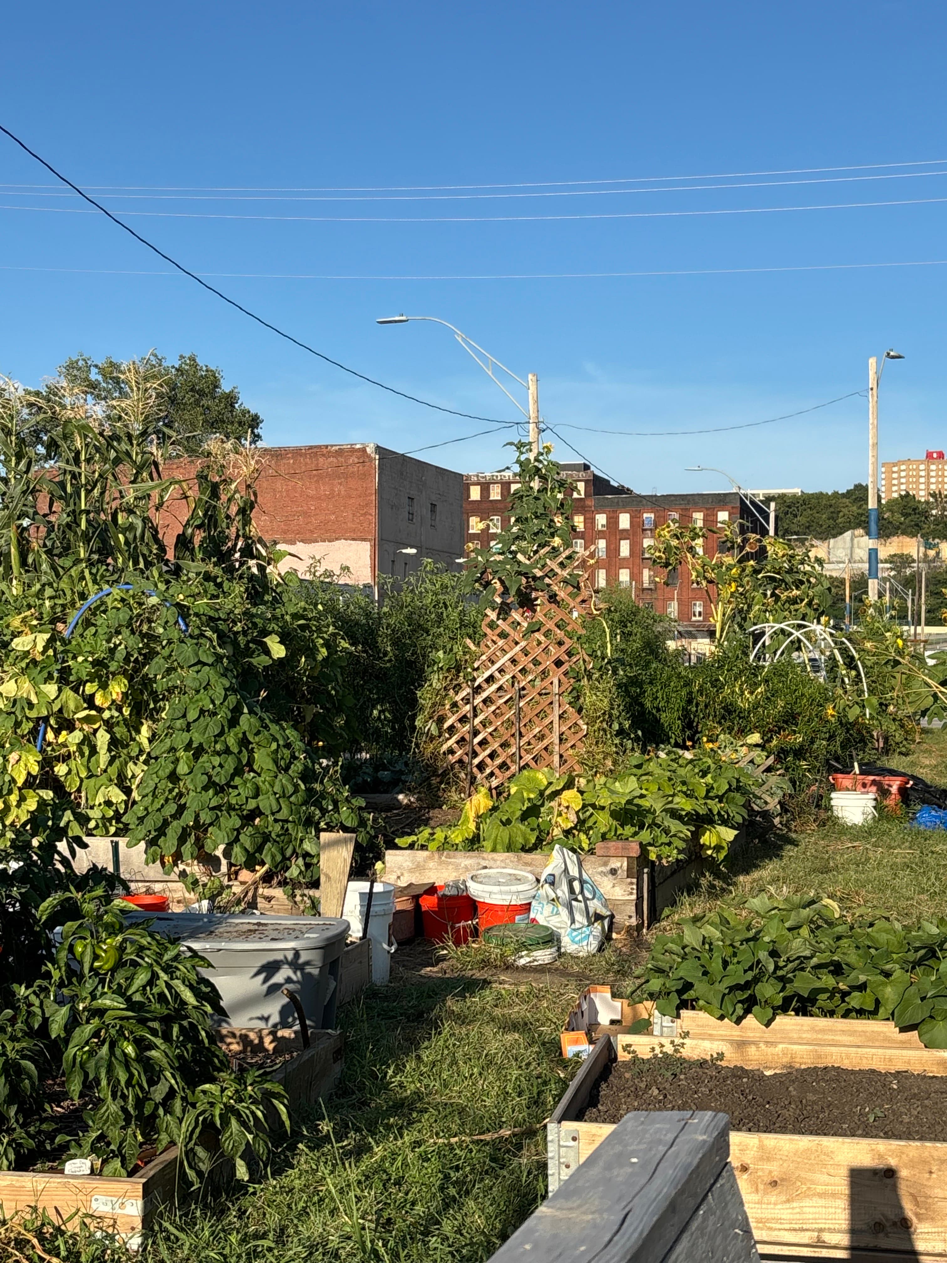 Current garden 1