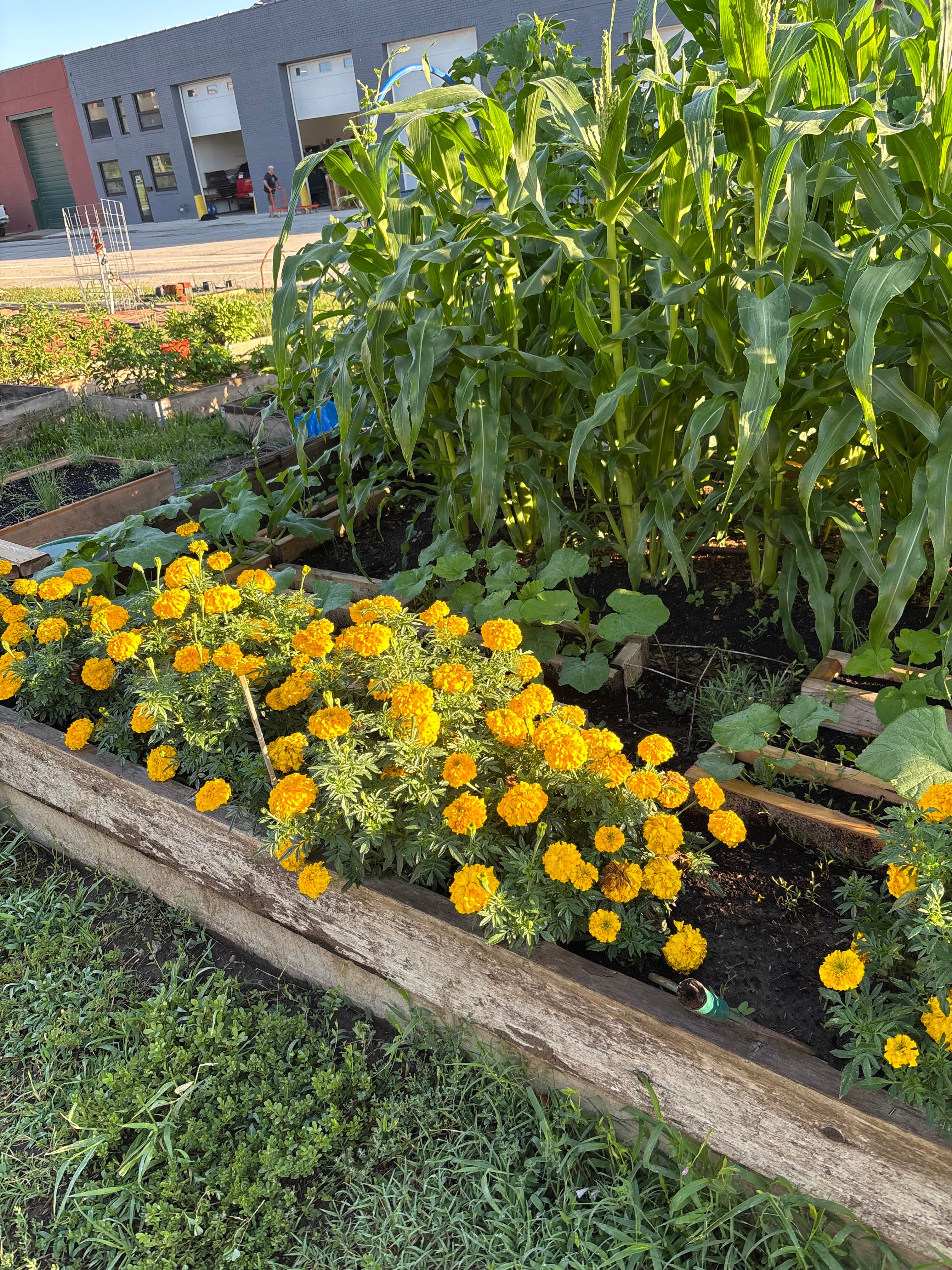 Current garden 3
