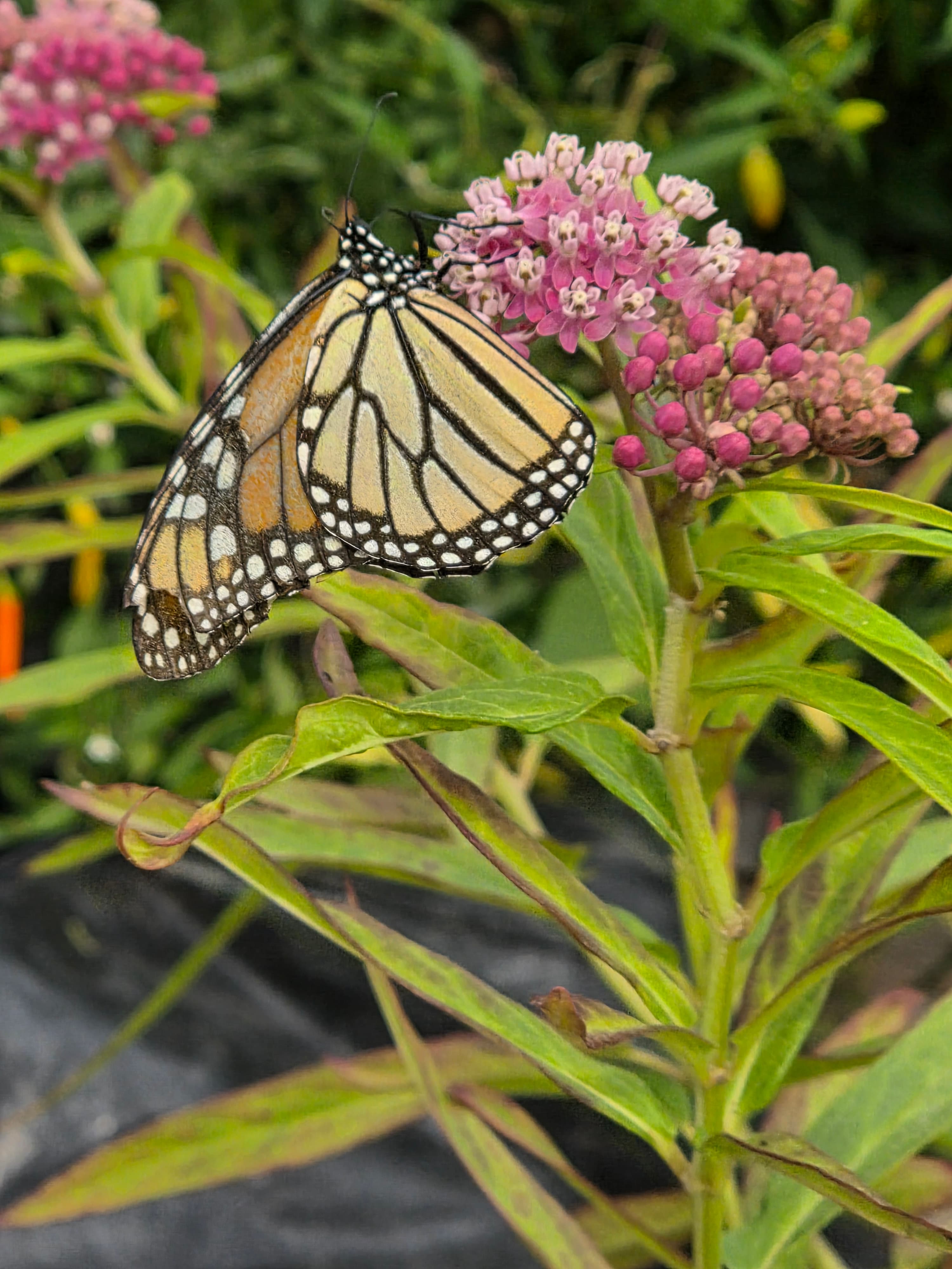 Current garden 5